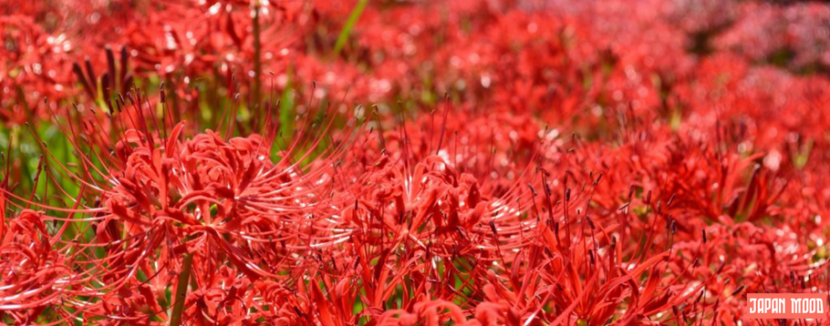 Lycoris radiata : signification de la fleur japonaise Higanbana