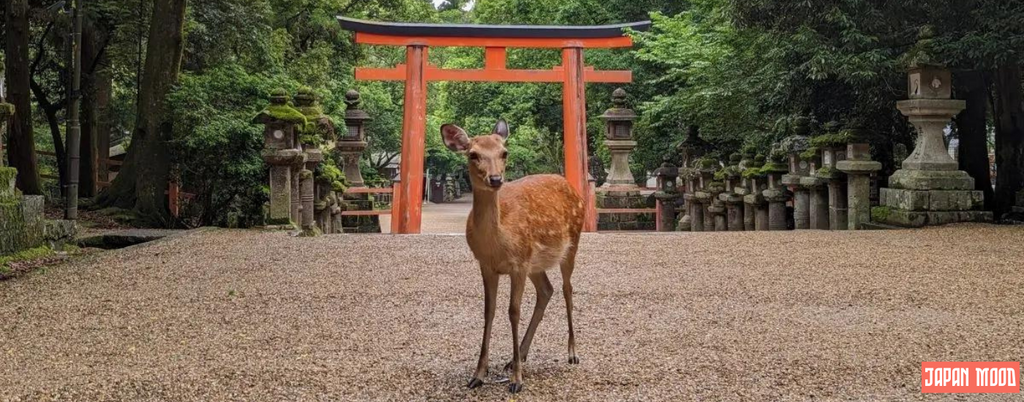 Les cerfs de Nara : Une rencontre magique