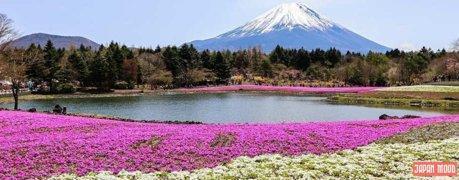 Tout ce que vous devez savoir sur le Mont Fuji