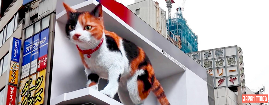 Découvrez l'engouement pour les Cat Cafés à Shinjuku