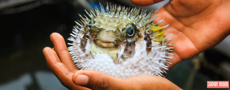 Tout savoir sur le Fugu : Le poisson japonais mortel